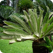 E. brevifoliolatus