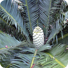 E. cerinus