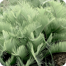 E. humilis