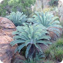 E. lanatus