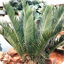 E. relictus